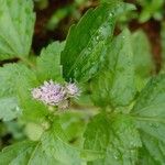 Ageratum conyzoides Цветок