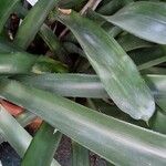 Aechmea caudata Blatt