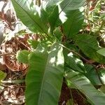 Heliconia stricta Leaf