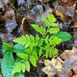 Botrychium virginianum Lapas