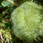 Trifolium globosum Fruct