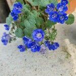 Phacelia campanularia Květ