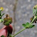 Medicago minima Fruit