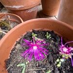 Delosperma cooperi花