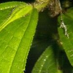 Conostegia setosa Yaprak