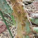 Opuntia tomentosa 树皮