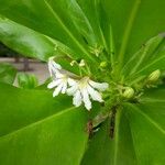 Scaevola taccada फूल