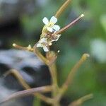 Arabis aucheri 花