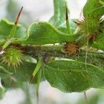 Acacia paradoxa Folha