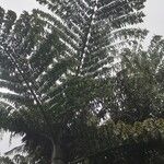 Caryota obtusa Hoja