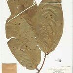 Eschweilera bracteosa Jani
