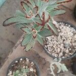 Kalanchoe tomentosa 葉