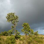 Combretum molle Habit