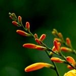 Crocosmia aurea Flower