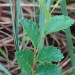 Betula humilis Лист