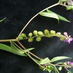 Polygala persicariifolia Habit
