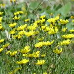 Tolpis staticifolia Sonstige