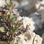 Limonium duriusculum Pokrój