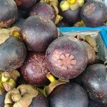 Garcinia mangostana 葉