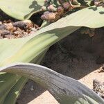 Welwitschia mirabilis Blatt