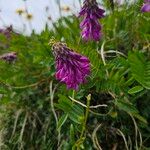 Hedysarum hedysaroides Flor