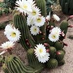 Echinopsis schickendantzii Flor