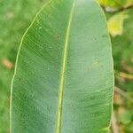 Calophyllum tacamahaca Leaf