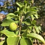 Strychnos spinosa Fruit