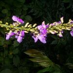 Macropsychanthus comosus Flower