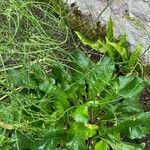 Limonium carolinianum Leaf