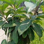 Ficus luteaLeaf