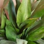 Aspidistra elatior葉