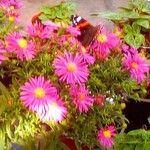 Symphyotrichum dumosum Blüte