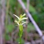 Liparis loeselii Цветок