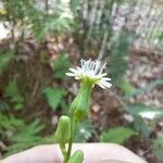 Lactuca biennis Flower