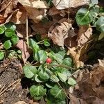 Mitchella repens Fruit