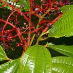 Miconia affinis Plante entière