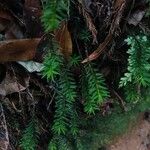 Mayaca fluviatilis Feuille