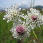 Oenanthe fistulosa Flower