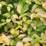 Ligustrum sinense List