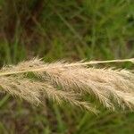 Achnatherum calamagrostis Flors