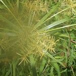 Cyperus odoratus Blatt