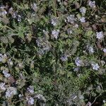 Phacelia distans Elinympäristö