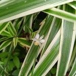 Chlorophytum comosum Flower