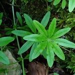 Galium odoratum Leaf