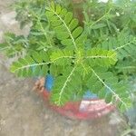 Phyllanthus amarus 葉