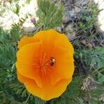 Eschscholzia californica Blüte