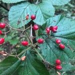 Viburnum dilatatum Frutto