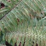 Polystichum aculeatum Blad