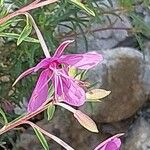 Epilobium dodonaei Blüte